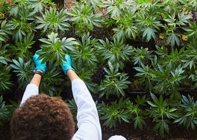Loudpack-Farms-Cannabis-Grower-California